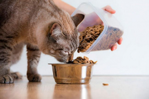 Щоденний корм для котів Щоденний корм для котів